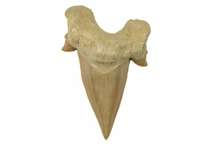 Fossil Shark Tooth (Otodus) - Large & High Quality #259888